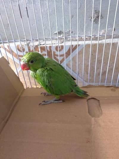 Green Ringnech baby parrot