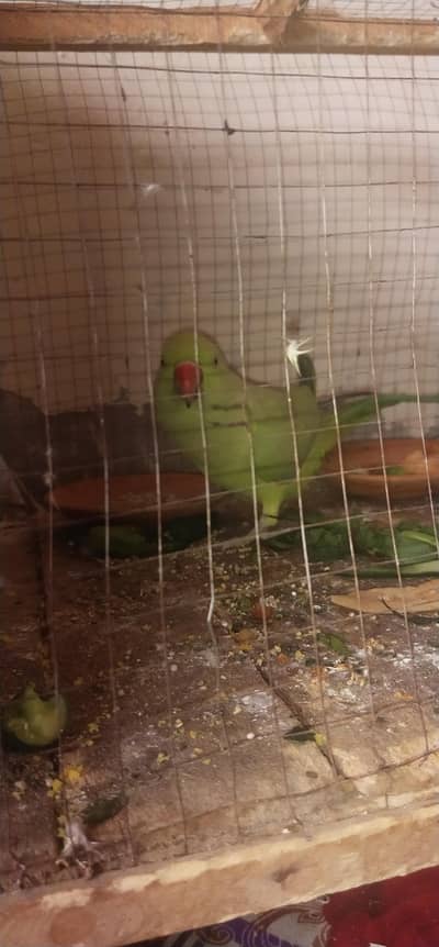 Green parrot hai female hai  handtam nh hai