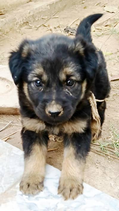 Male Dog Puppy GSD