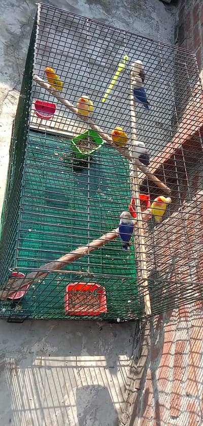 parrots cage