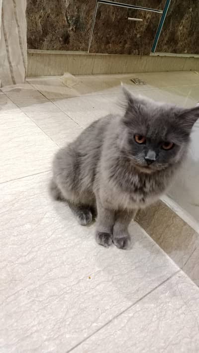 Cat | Persian Cat | Persian Kittens | Gray Cat | Cash on Delivery