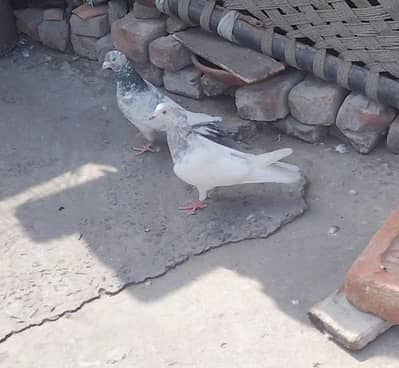 Hight quality pegions