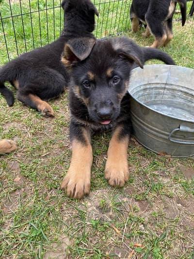 German Shepherd puppy