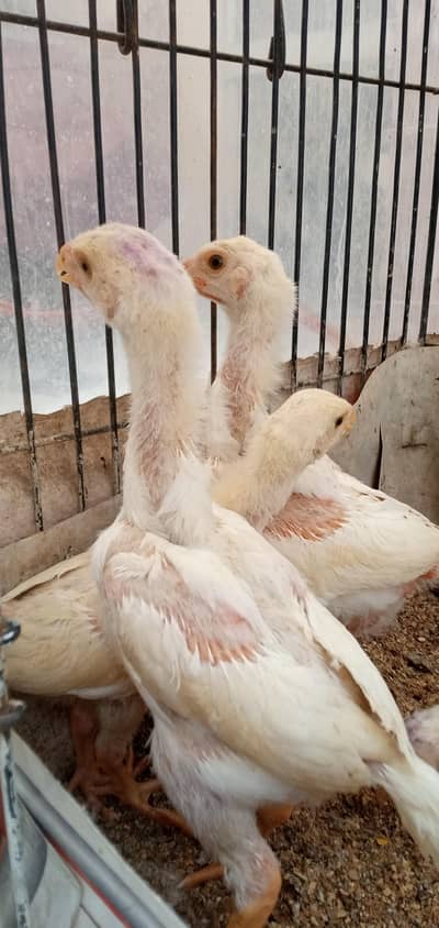 White King O Shamo Chicks >Sale^Sale<