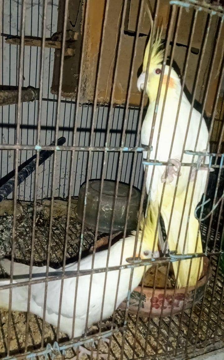 Comenwithe cocktail pair 0