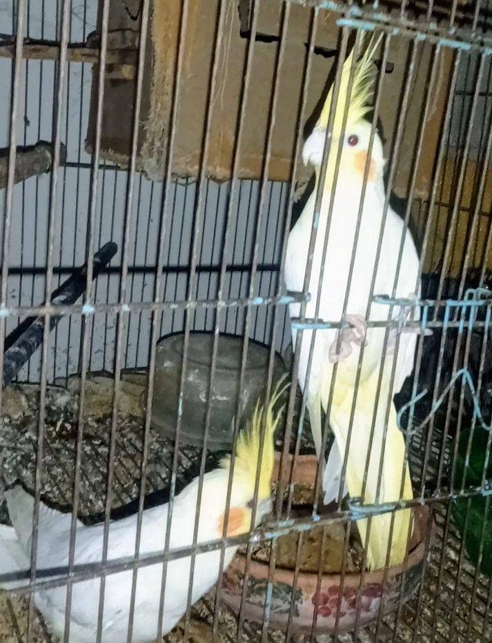 Comenwithe cocktail pair 1