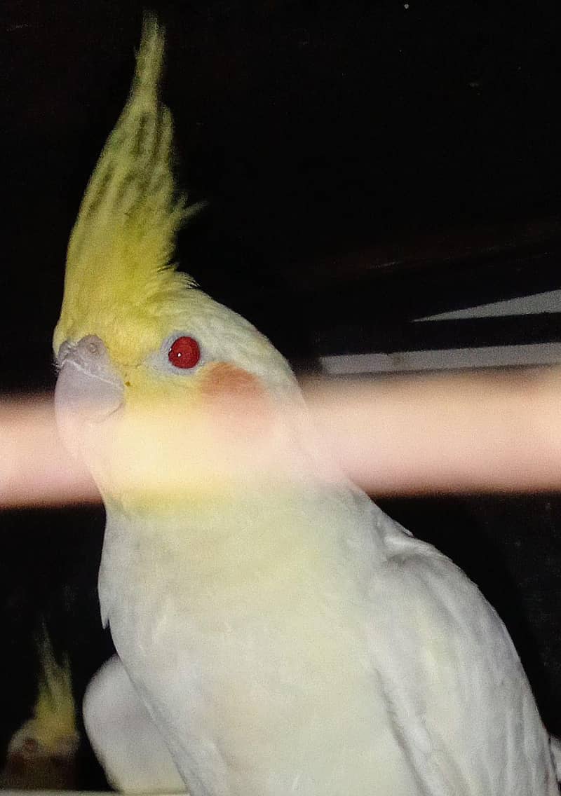 Comenwithe cocktail pair 2