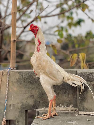 Germen o shamo 2 madiya ha