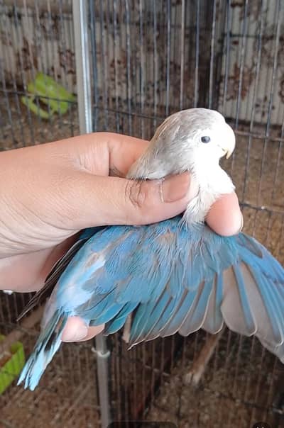 blue fisheri split pale fellow B2 adult pair Available