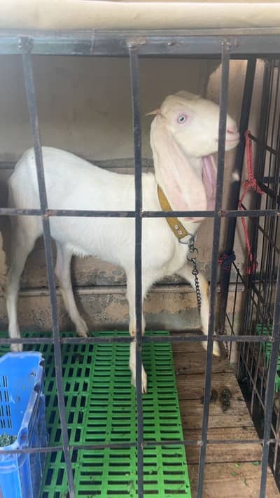 Bakri/Rajanpuri/white/Goat/Pure