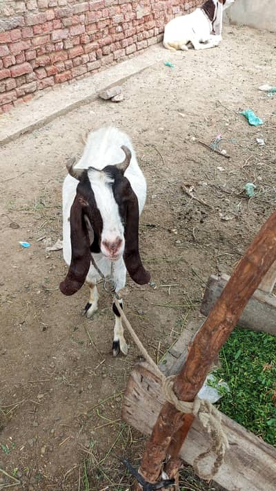 Bakri with chayla for sale in Mirpurkhas