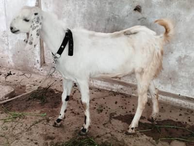 2 dant qurbani bakra