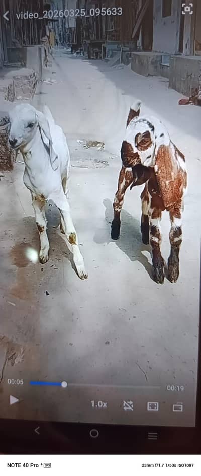 Desi goat pair ranjnpori female  03237015643