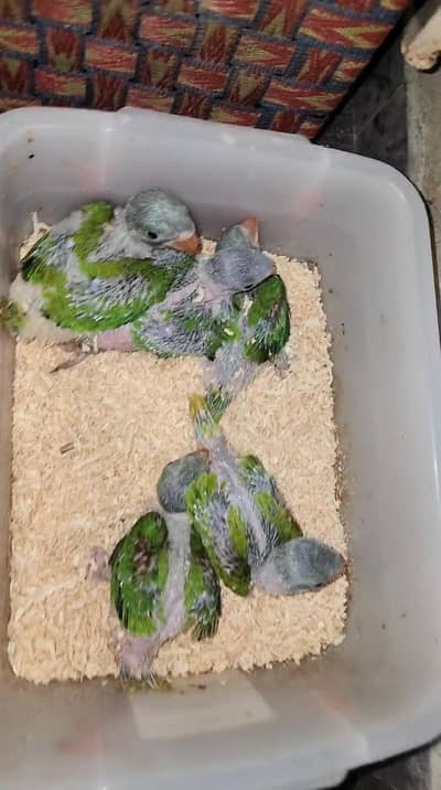 Raw parrot chicks