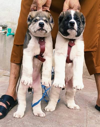 king Kurdish kangal 2 month available male and female for sale