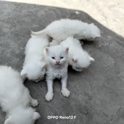 Persian cat with baby for sale