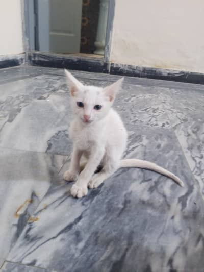 White baby pair cats