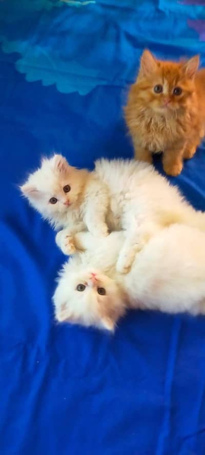 Persian kittens triple coat pair  for sale contact whatsap 03272663641