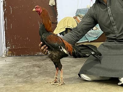 healthy and strong birds