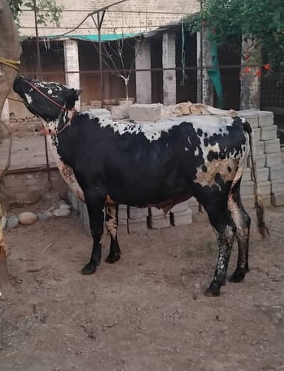Desi waleyti Cross | bachra | wacha | گائے | qurbani 2026 | Cow | Bul