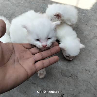 Persian cat with 5 baby for sale