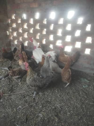 White aseel desi cross egge for sale