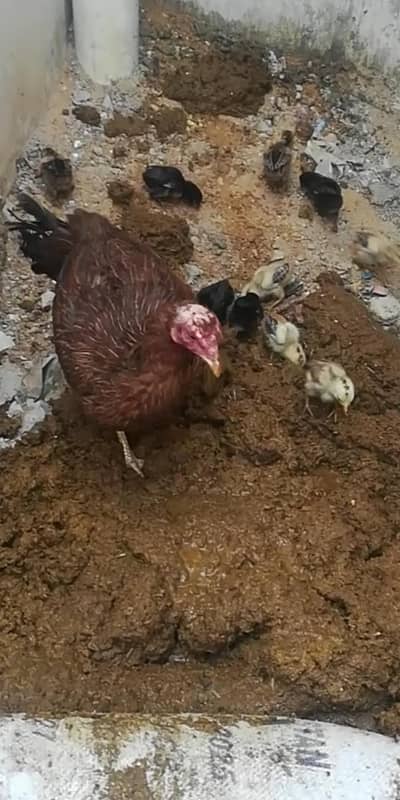 Beautiful hen with 11 chicks