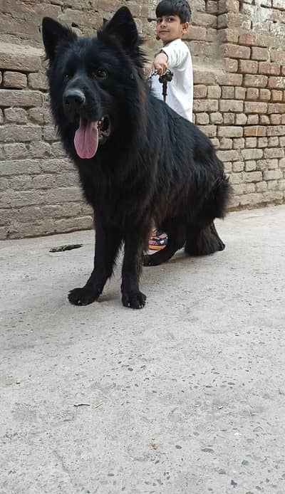 long coat pink Pedigree confirm stud mail 3 Sal age for sale