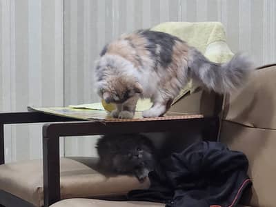 Persian cat for urgent sale going to out of country 03327930934