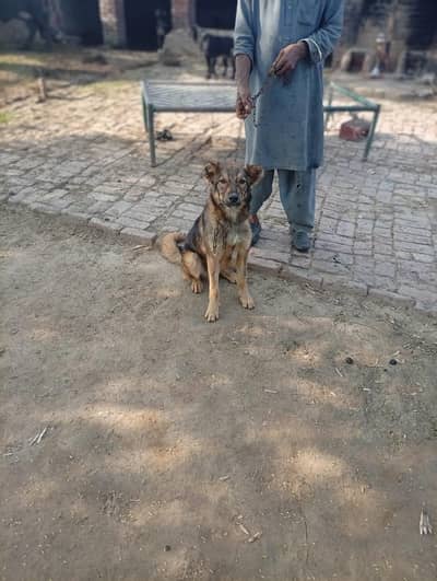 Rakhwali ka liye behtreen janwar