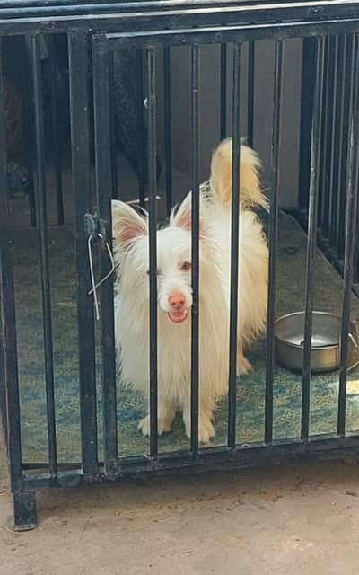 Pink rose russian male