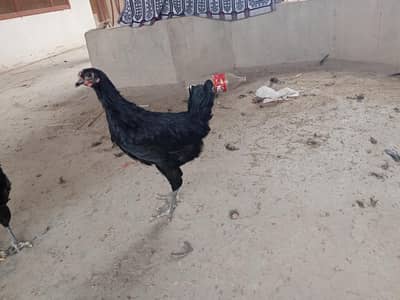 Australorp Hens(Near Laying Stage)