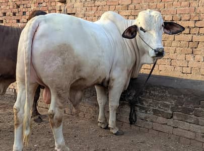 Nukra Cross Bachra for Sale – Qurbani Special, Heavy Weight
