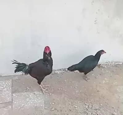 aseel murga or murgi pair for sale