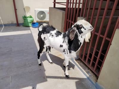 Male Breeder Tapra Top Quality