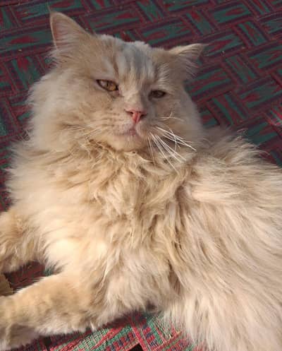 Beautiful Triple-Coated Persian Cat for Sale