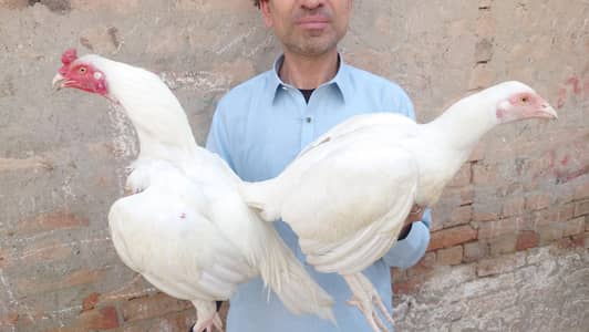 Young Aseel hera pair.