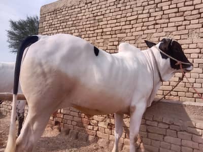 Desi Bull For Sale Urgent