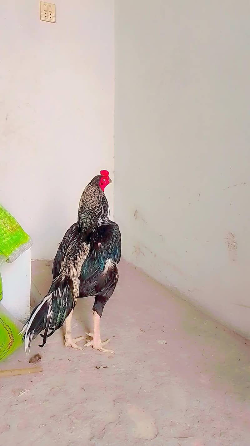 مرغا برائے فروخت03056513703 1