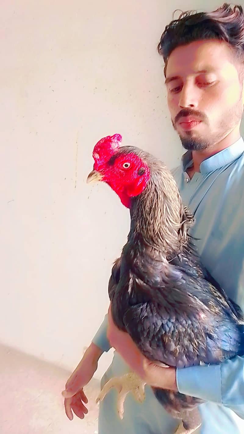 مرغا برائے فروخت03056513703 3