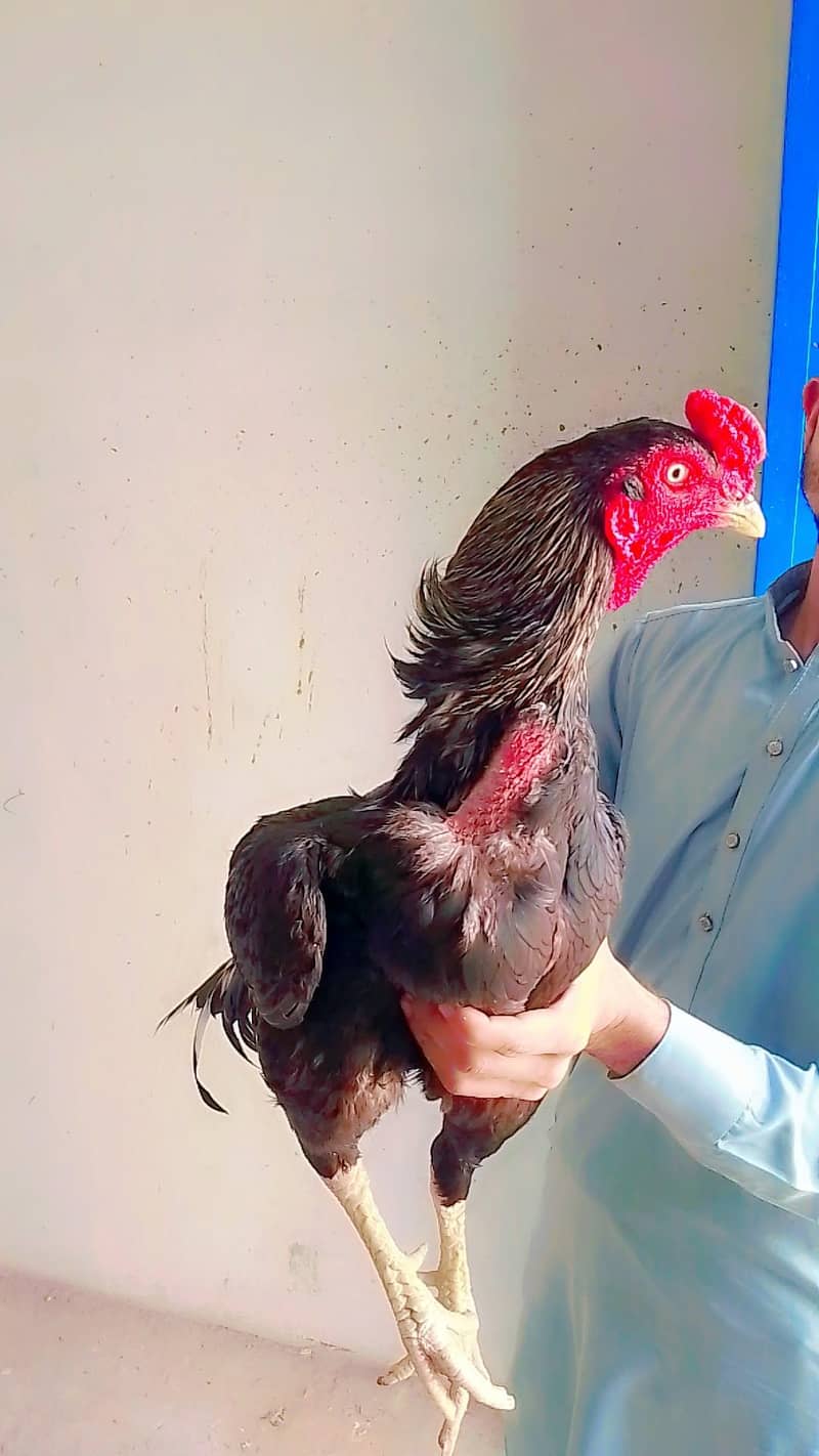 مرغا برائے فروخت03056513703 4