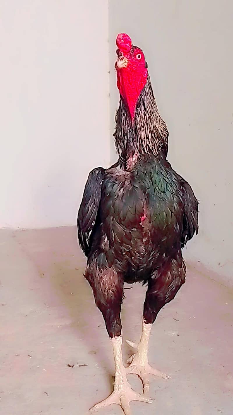 مرغا برائے فروخت03056513703 5