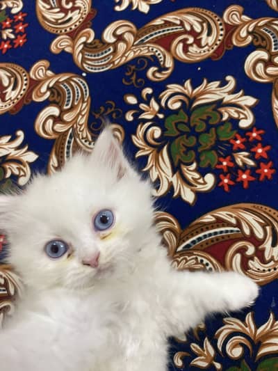 Triple coat h blue eyes h