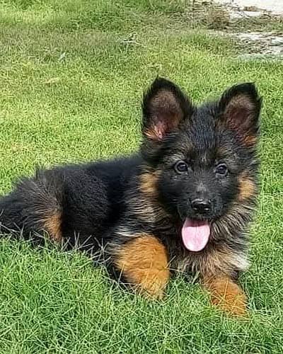 German shepherd puppies  my WhatsApp number o32452852o7