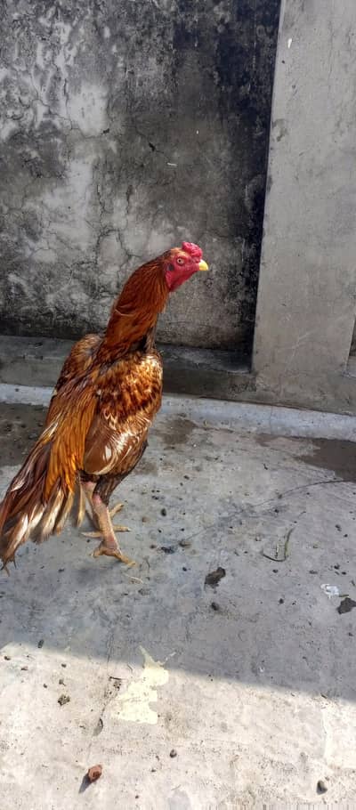 Aseel Shamo Miawali Breed cross