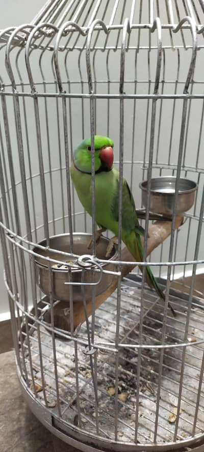 ringneck parrot hendtam talking
