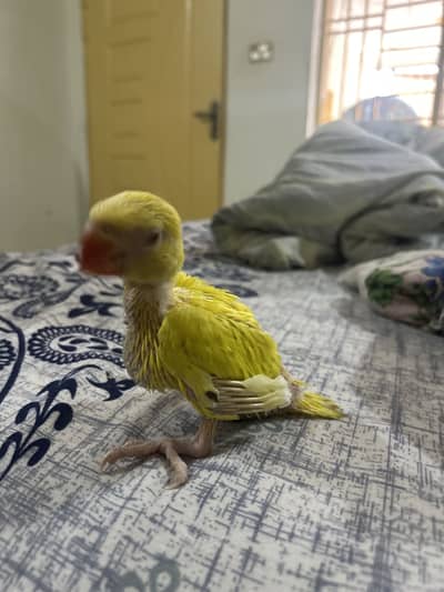 Mashallah healthy active