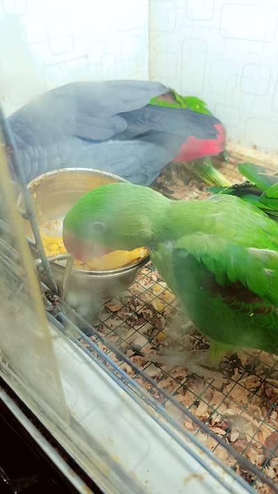 Kashmiri Raw Chicks Near to Self 0310+77+99+888