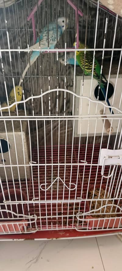 Australian Parrots For Sale