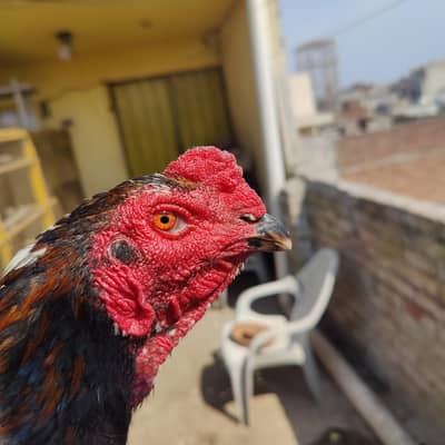 supper vvip Thai pakoye panus rooster available